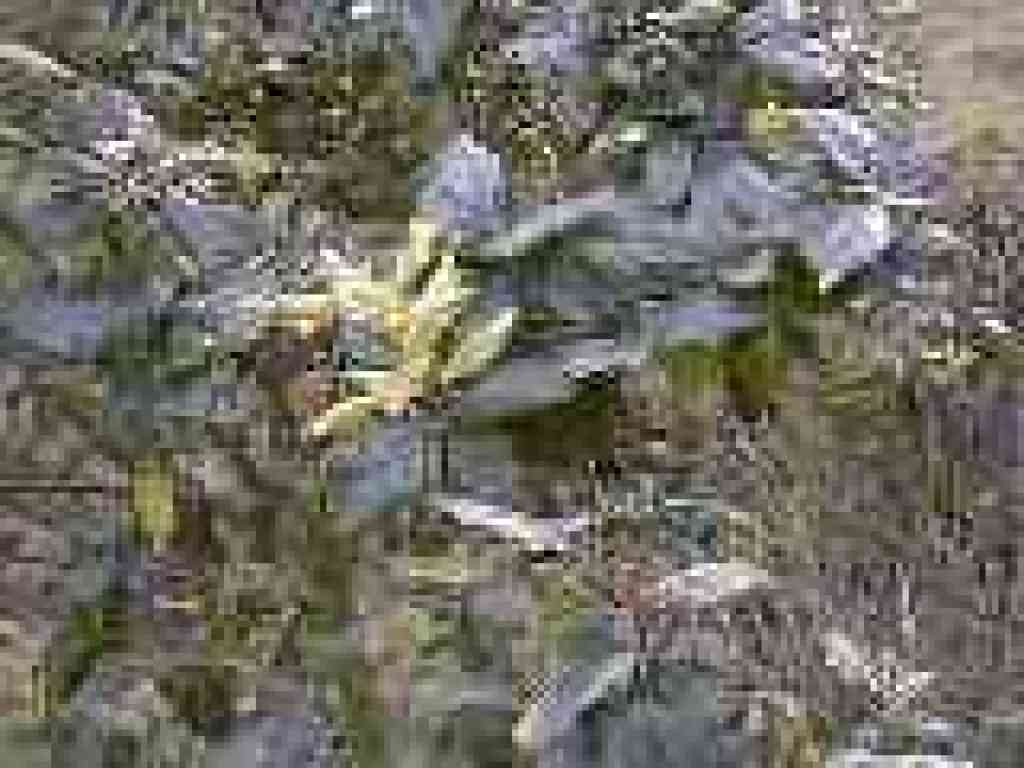 Coast live oak