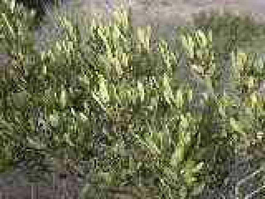 Toyon
