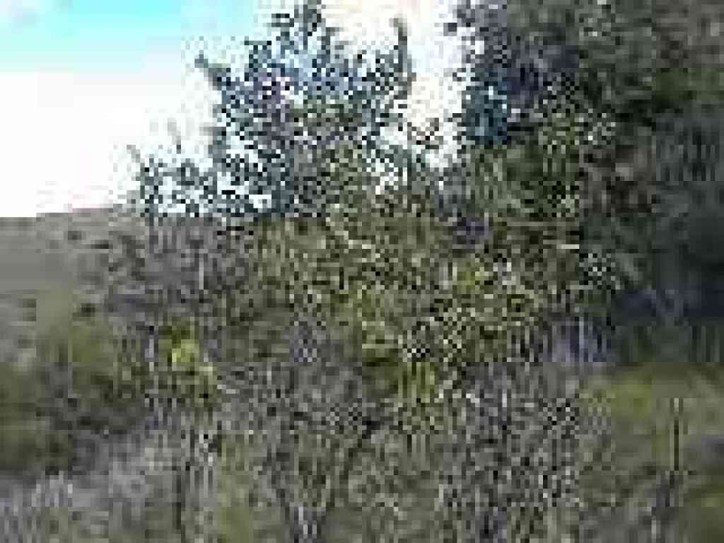 Coyote brush
