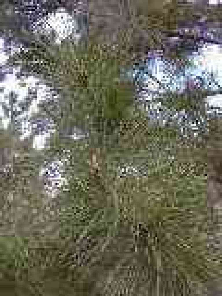 Pine