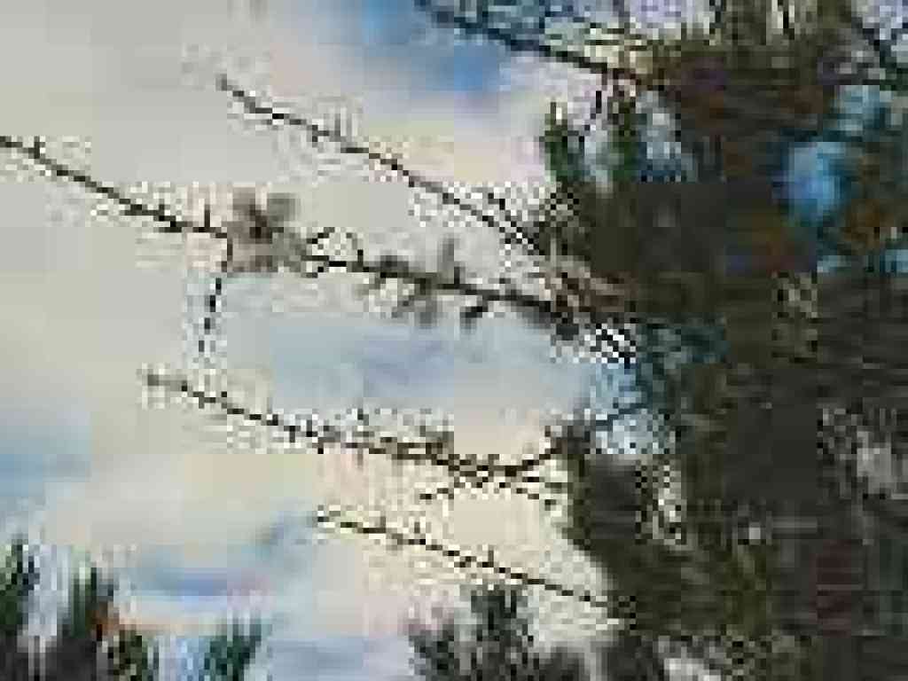Flowering fruit tree