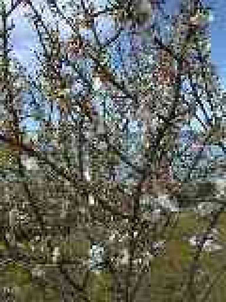 Tree in bloom