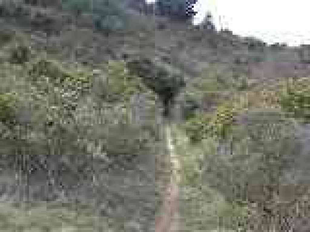 Back through toyon, coast live oak, and coyote brush