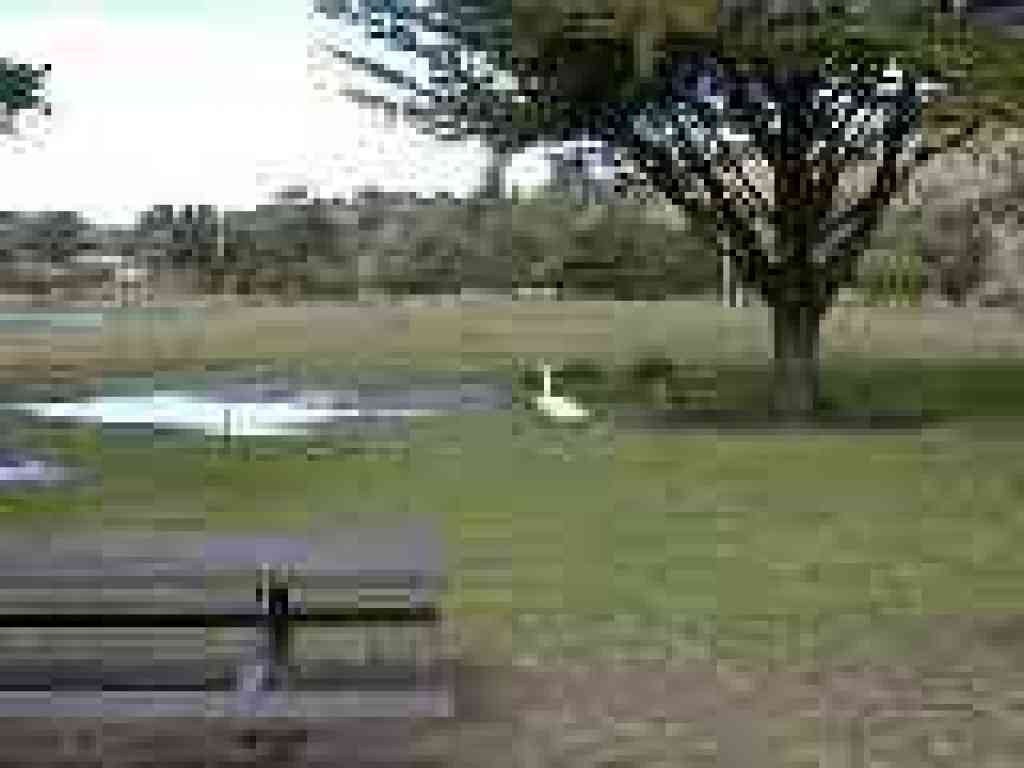 Ducks