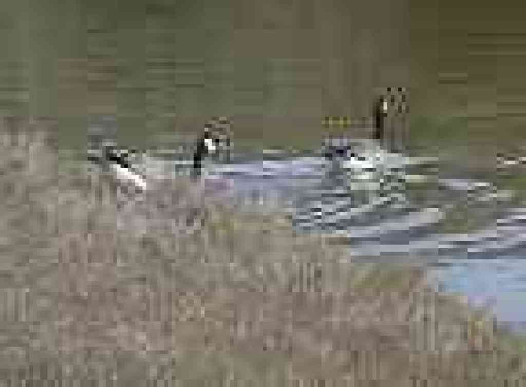 Geese