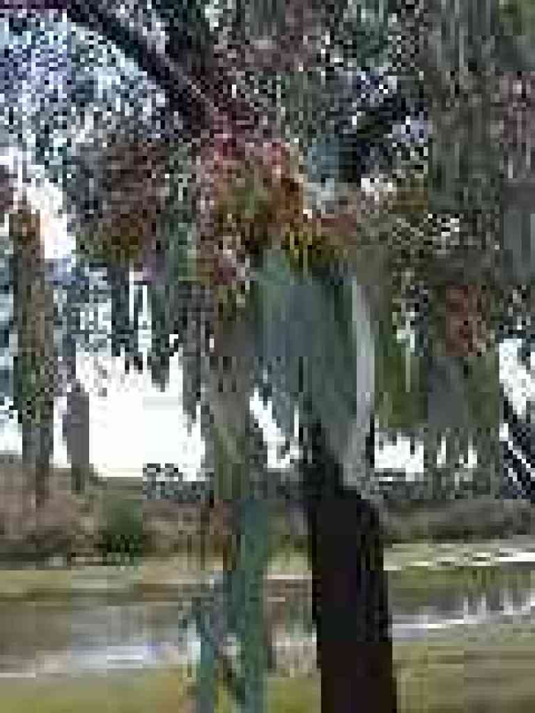 Eucalyptus