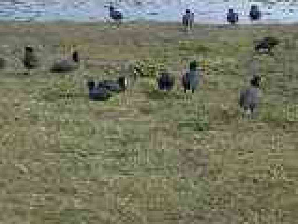 Ducks