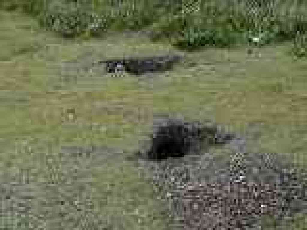 Squirrel burrows